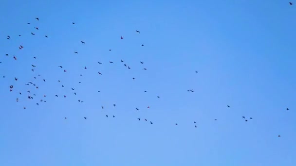 Bandada Vencejos Vuela Alto Cielo Azul Claro Filmando Desde Abajo — Vídeos de Stock