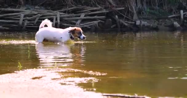 かわいいジャック ラッセル テリアは暖かい日に池で泳ぐのを楽しむ — ストック動画