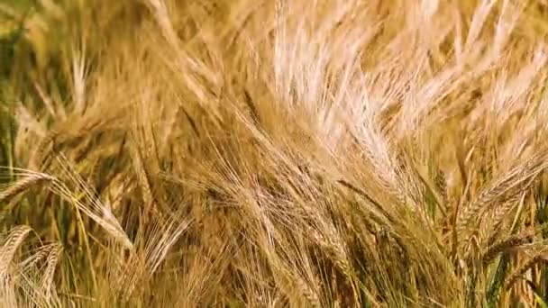Olgun Dikenli Buğday Tarlasının Soyut Altın Arkaplanı Dünya Krizi Açlık — Stok video