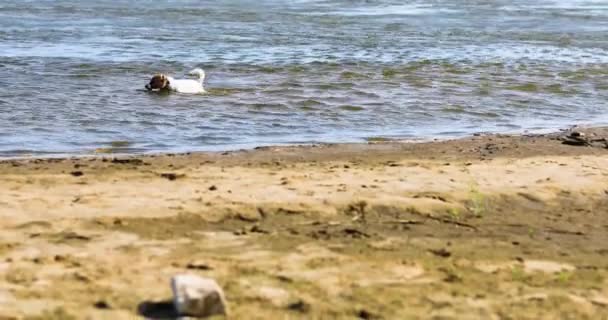 Happy Young Jack Russell Terrier Walks Water Shore Warm Day — Stock Video