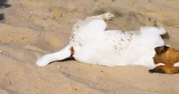 Šťastný Mokrý Jack Russell Teriér Válí Písku Štěstí Slunečného Dne — Stock video