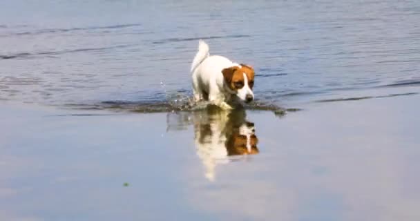 Młody Jack Russell Terrier Wychodzi Wody Kąpieli Ciepły Dzień Zajęcia — Wideo stockowe