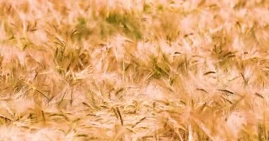 Olgun buğday kulakları sıcak bir günde tarlada rüzgardan sallanıyor. Hasat. dünya krizi.