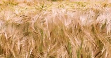 Yakın çekim olgunlaşmış buğday, sıcak bir günde rüzgardan yere çömelir. Felaket! Hasat. Ukrayna 'da Savaş