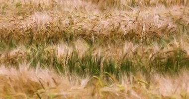 Altın ve yeşil buğday sıcak bir günde rüzgarda kırlarda kıvrılır. Felaket! Hasat.
