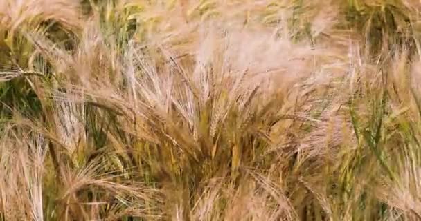 Close Ripe Sheaf Wheat Field Sways Wind Hot Day Disaster — Stockvideo