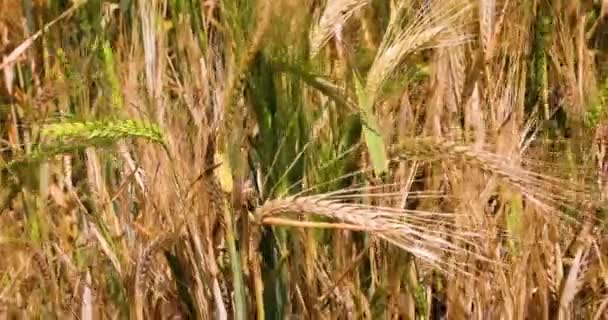 Primer Plano Trigo Maduro Verde Campo Día Caluroso Desastre Cosecha — Vídeo de stock