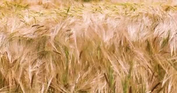 畑の中で熟れた小麦が暑い日に風から地面にうずくまります 災害だ 収穫だ ウクライナでの戦争 — ストック動画