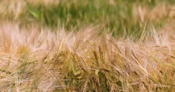Zlatá Pšenice Poli Horkém Dni Kymácí Větru Katastrofa Sklizeň Válka — Stock video