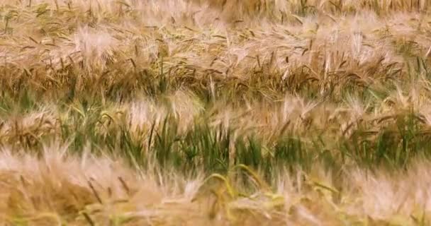 Altın Yeşil Buğday Sıcak Bir Günde Rüzgarda Kırlarda Kıvrılır Felaket — Stok video