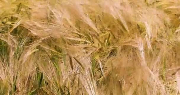 Pieken Van Rijpe Tarwe Zwaaien Wind Een Zonnige Dag Zicht — Stockvideo