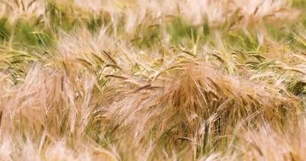 Ripe Wheat Bends Wind Field Hot Day Disaster Harvesting World — Stockvideo