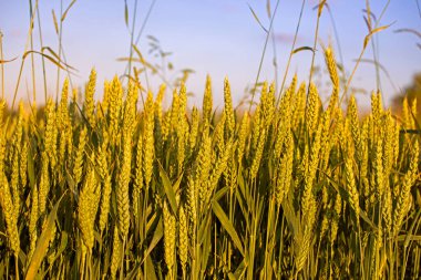 Gökyüzüne karşı sıcak bir günde tarladaki sarı buğday kulakları. Felaket! Hasat. Ukrayna 'da Savaş