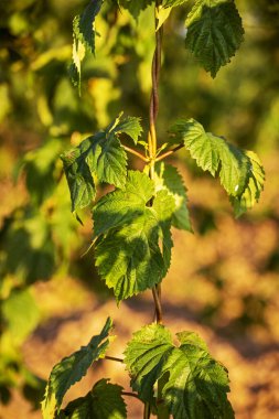 Zıplama yaprakları akşam güneşiyle aydınlatılır. Sıçrama çiftliği. Bira yapıyorum. Tarım.