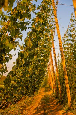 Akşam güneşiyle aydınlanan yeşil zıpzıp ulusu. Sıçrama çiftliği. Hazırlanıyor. 