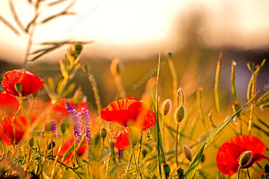 close-up field red poppies in a field on a blurred background against the sun in the evening day. agriculture