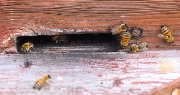 Familie Van Honingbijen Werken Hun Korf Bijenteelt Platteland — Stockvideo