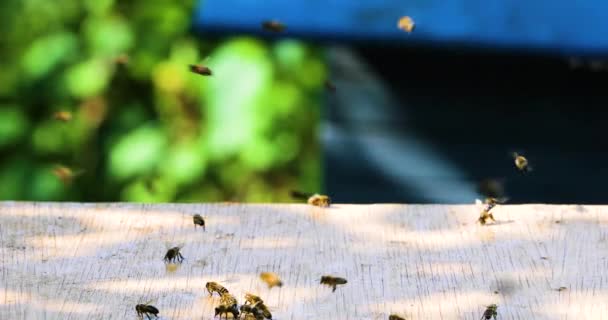 Lebah Mengumpulkan Residu Madu Dari Ekstraktor Madu Setelah Memompa Madu — Stok Video