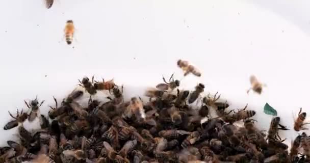 Rój Pszczół Miodnych Jasnym Tle Pszczelarstwo Rolnictwo — Wideo stockowe
