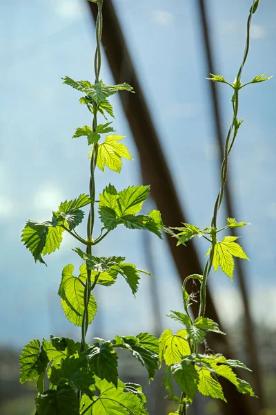 close-up leaves of young hops on a field with hops, farming brewing