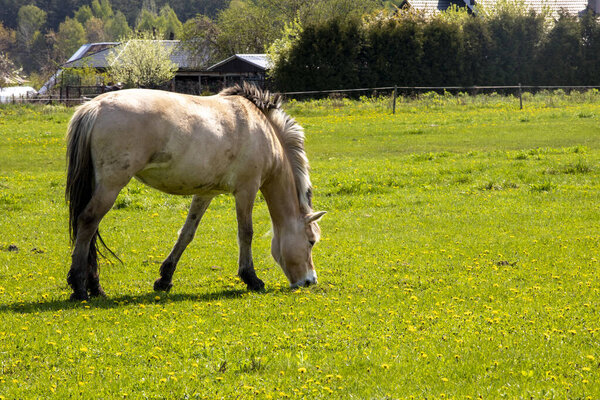 cream lone horse in a pasture in a field with dandelion