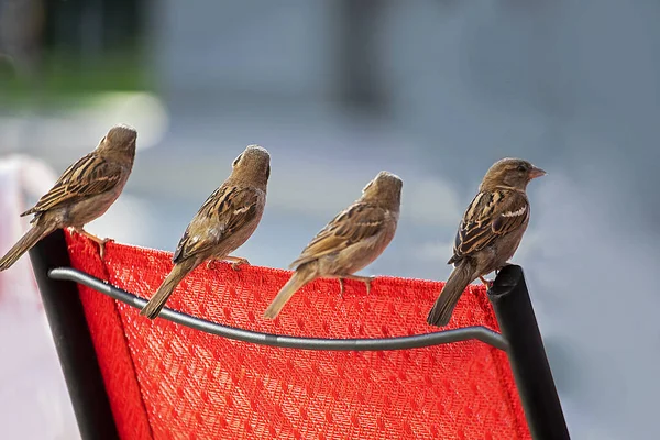 Gray Sparrows Sit Row Red Chair Light Background Horizontal — Stock Photo, Image