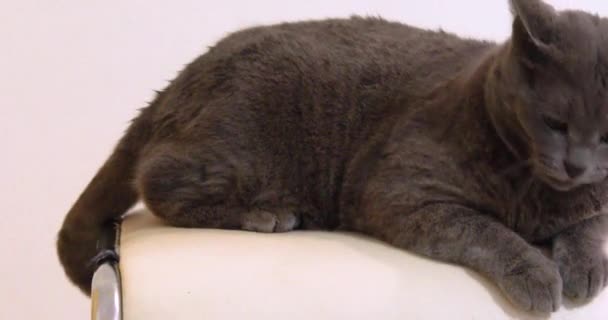 Gray Burmese Cat Defends Itself Chair Obsessive Game Jack Russell — Stockvideo