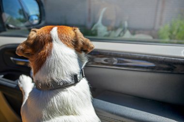 jack russell terrier puppy in the car looks out the window in the car in the front seat forward. family holiday