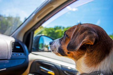 Jack Russell Terrier 'ın arabadaki profili yakın plan ön koltuktaki ön camdan dışarı bakıyor. Aile tatili