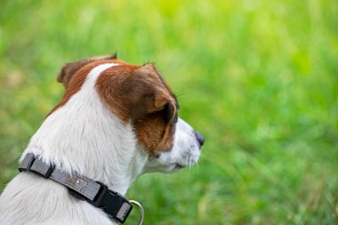 Yeşil bulanık bir arka planda Jack Russell Terrier 'ın başını çevirmiş..