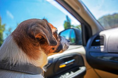 jack russell terrier in the car looks out the windshield on the front seat forward. family holiday.