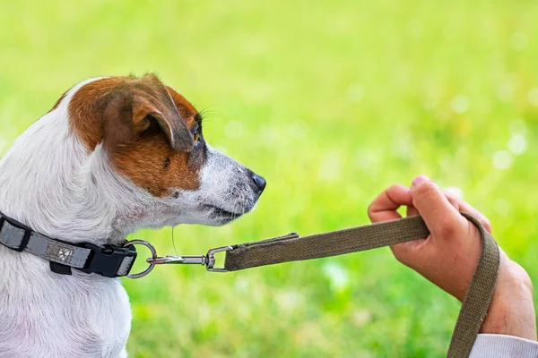 Jack Russell Terrier Close Pulling Leash Green Blurred Background — Stockfoto