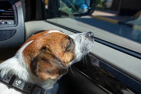 jack russell terrier in the car sleeps on the right fender in the front seat forward. family holiday