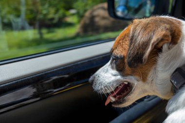 jack russell terrier in the car looks out the window on the front seat. Family holiday. Traveling with animal