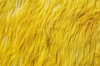 Arka plan ya da doku olarak sarı uzun kürk. yatay