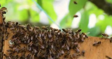 Açık bir kovanın kenarındaki bal arısı. Apioterapi. Pompa bal