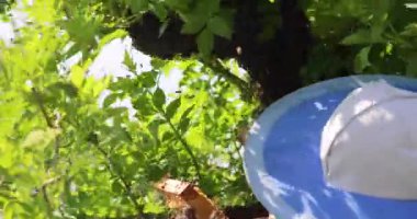 Arıcı rüzgarlı havada eldivenli bir elle ağaçtan arı sürüsünü sallıyor. Apioterapi