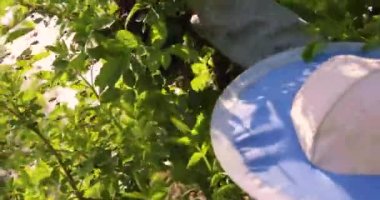 Arıcı, eldivenli bir elle ağaç dalından arı sürüsünü sallıyor. Apioterapi