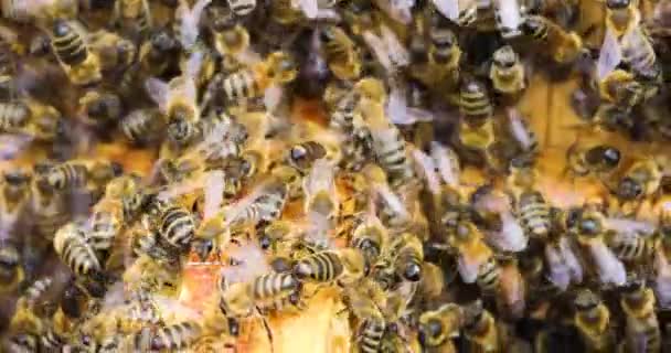 Nahaufnahme Einer Honigbiene Auf Einer Wabe Einem Offenen Bienenstock Flatlay — Stockvideo