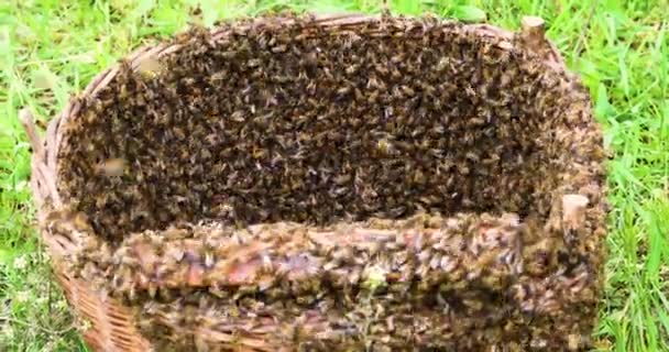Huge Swarm Honey Bees Honeycombs Honey Basket Top View Apitherapy — Stockvideo
