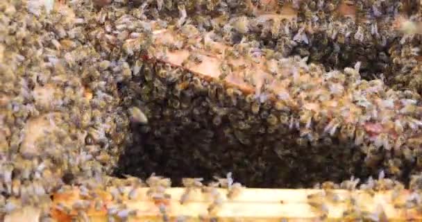 Життя Медової Бджоли Гребінці Відкритому Вулику Плоска Лінія Апітерапія — стокове відео