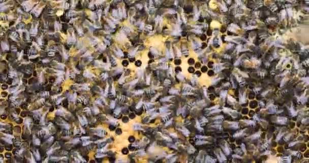 Life Honey Bee Comb Honey Parchment Top View Apitherapy — Stockvideo