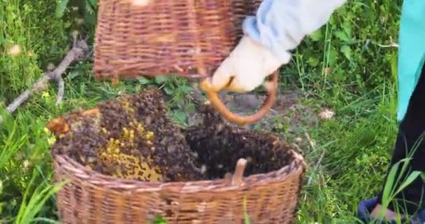 Shaking Out Basket Swarm Bees Caught Basket Frame Honey Apitherapy — ストック動画