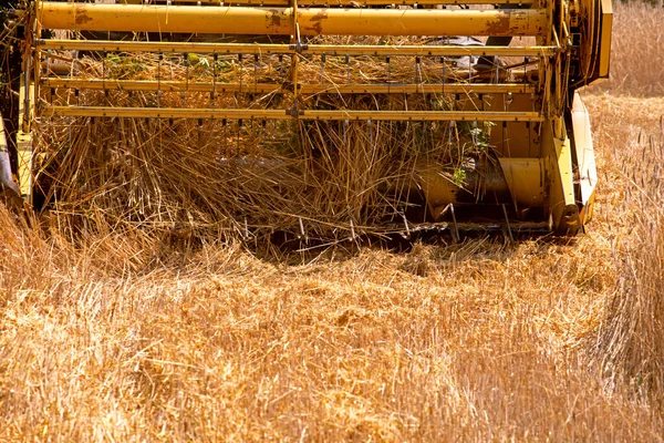 Close Combine Harvester Grain Combine Cuts Ripe Wheat Processes Grain — Φωτογραφία Αρχείου