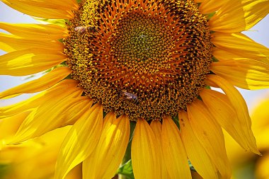 close-up of sunflower flowers against a blue sky with clouds, countryside. Farming