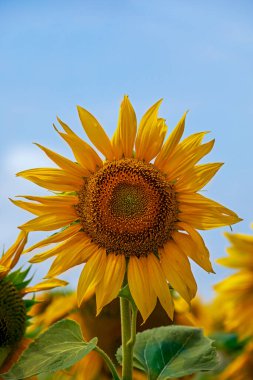 sunflower flower against blue sky with clouds, countryside. Farming