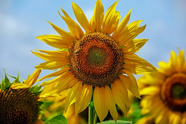 large sunflower flower against the blue sky with clouds of the sky, countrysid