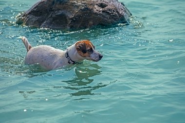 cute jack russell terrier goes swimming in the sea on a sunny day 