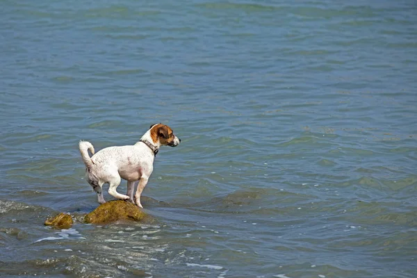 Cute Jack Russell Terrier Stands Slippery Stone Sea Looks Distance — Foto de Stock