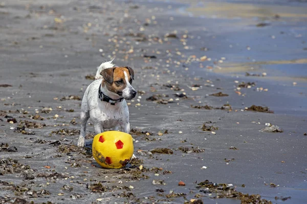 cute jack russell terrier stands on the seashore with a yellow ball on a sunny day. family holiday.